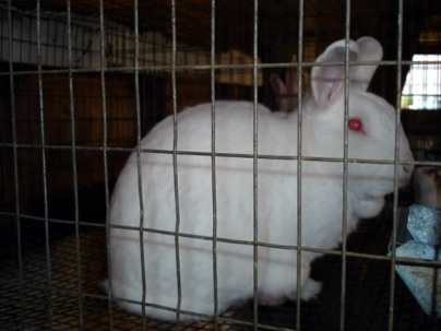 wsid-rabbits-white-rabbit-cage-1