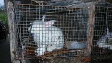 angora-rabbit-in-cage-10