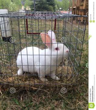 white-rabbit-cage-summer-s-evening-alaska-54411700