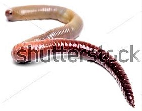 stock-photo-animal-earth-worm-isolated-125679680