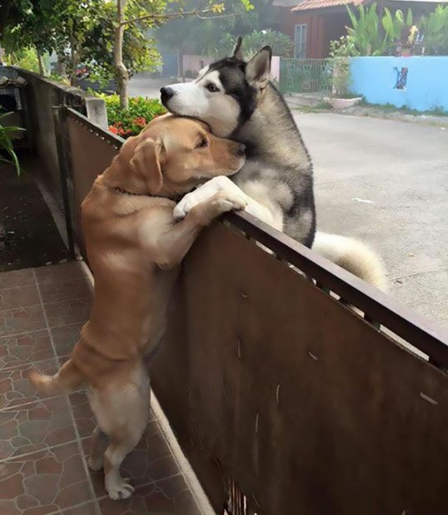 dog-escapes-yard-hugs-best-friend-messy-audi-thailand-3-596722309ade0__700
