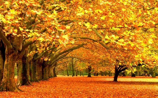 7992-autumn-leaf-fall-leaves-trees-desktop-hd-wallpaper